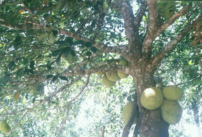 女人张开腿让男人添