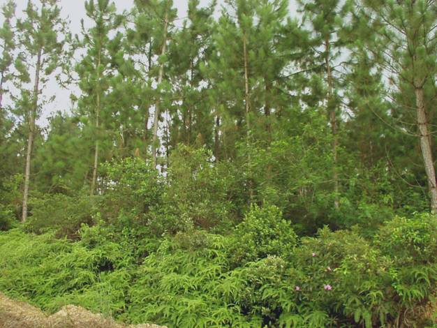 女人张开腿让男人添