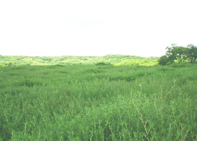 女人张开腿让男人添