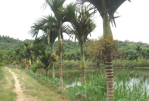 女人张开腿让男人添