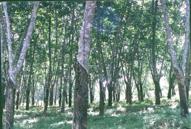 女人张开腿让男人添